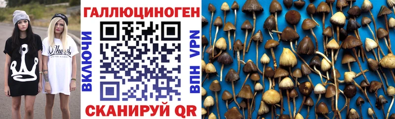 где продают   Севастополь  Псилоцибиновые грибы ЛСД 